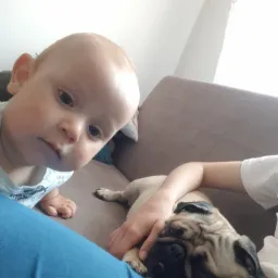 Niemowlę z zaciekawieniem spogląda w obiektyw, podczas gdy mops śpi spokojnie na kolanach osoby w jasnej koszulce, leżąc na szarym fotelu.