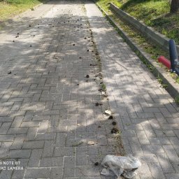 Ostre Cięcie - Ulica wyłożona kostką brukową, pokryta igliwiem i szyszkami, z fragmentem urządzenia ogrodniczego widocznym w prawym dolnym rogu. W tle trawnik i drzewa.