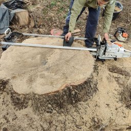 Ostre Cięcie - Cięcie pnia drzewa przy użyciu piły łańcuchowej z prowadnicą, widoczne świeże wióry i otoczenie pnia z gałęziami i resztkami drewna.
