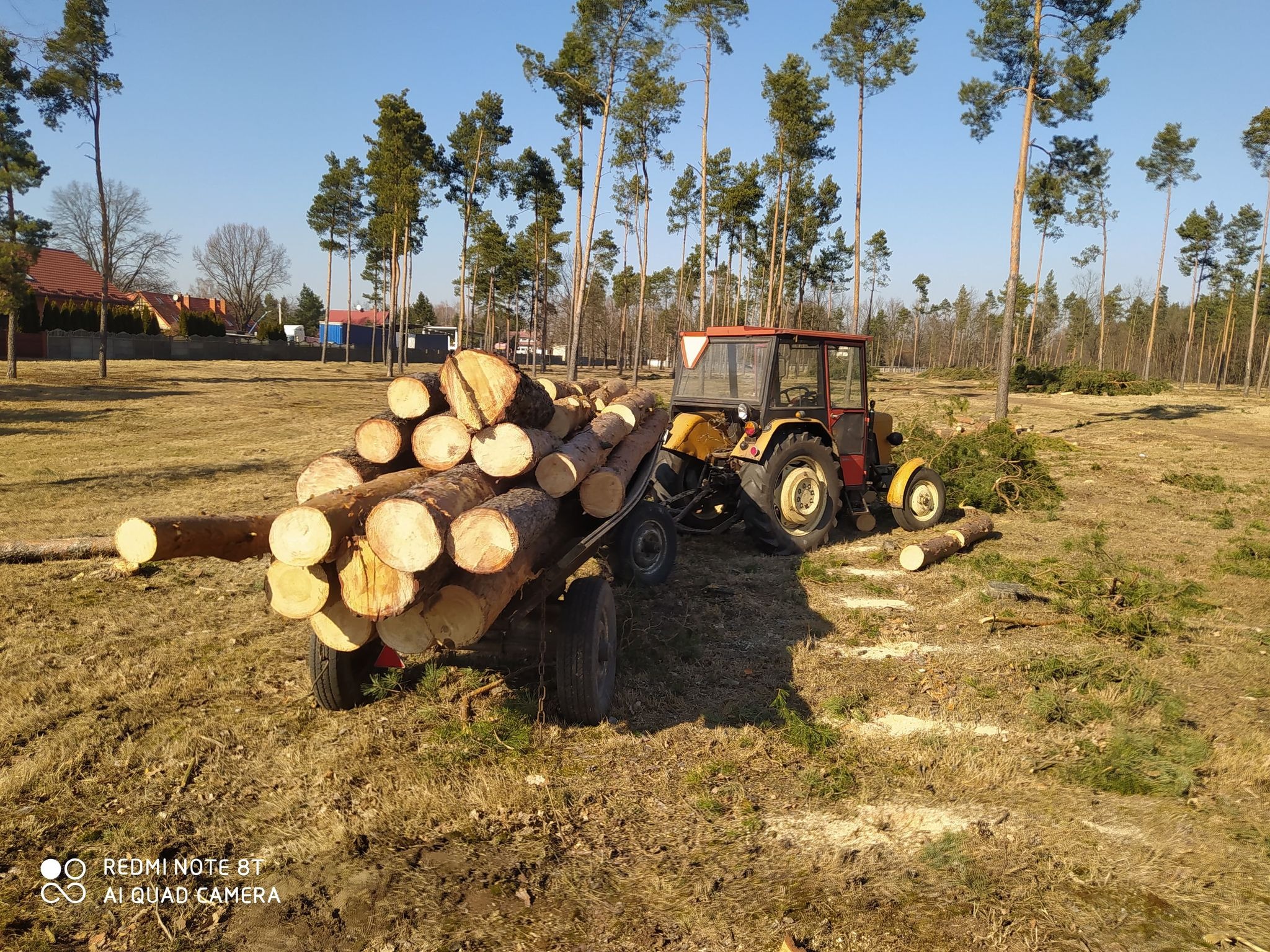 Żółto-czerwony traktor z przyczepą pełną ściętych pni drzew na tle lasu z wysokimi sosnami i resztkami gałęzi na ziemi.