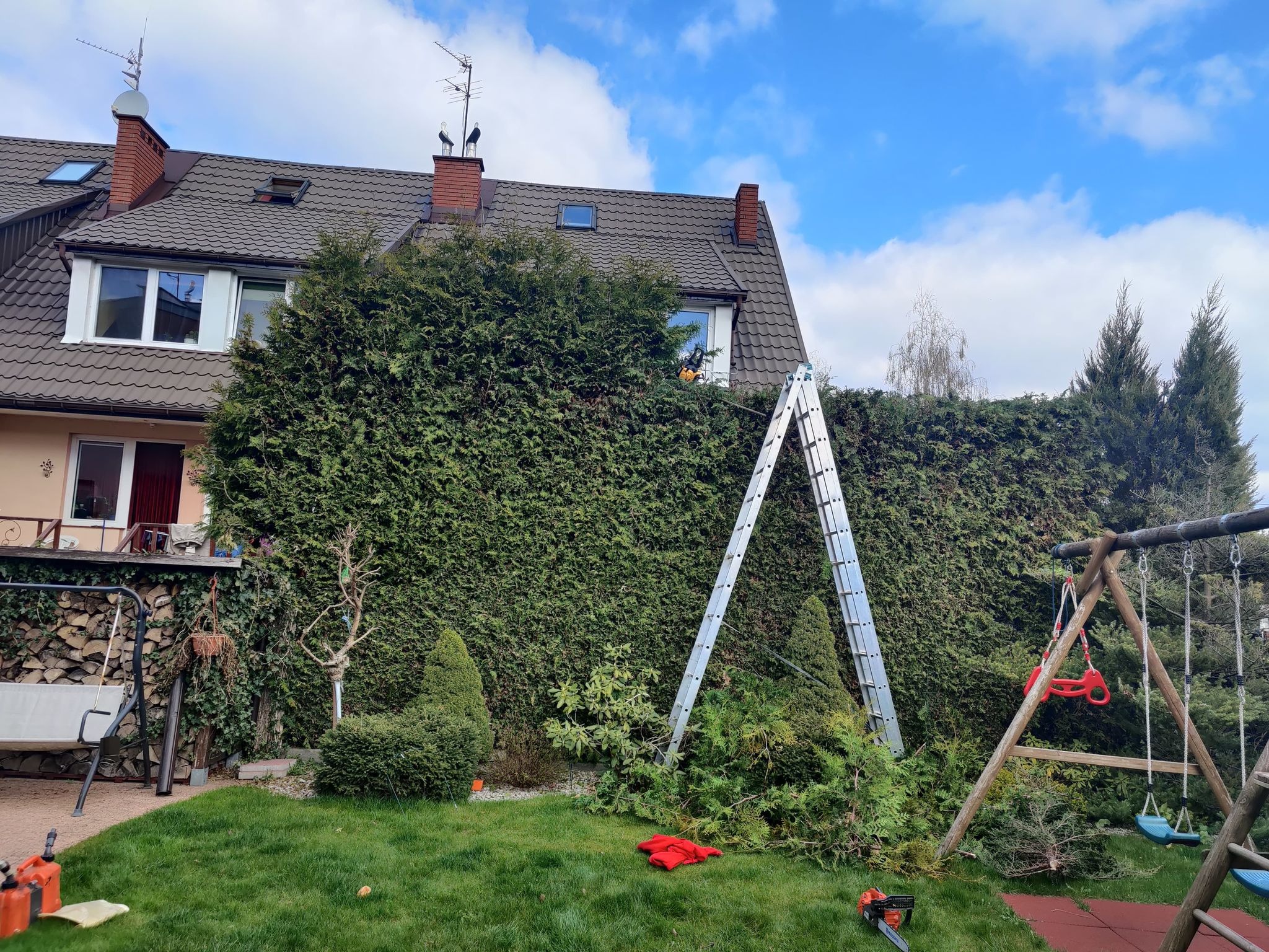 Formowanie żywopłotu z tui przy użyciu drabiny i pilarki spalinowej, widoczne ścięte gałęzie na trawniku, w tle dom jednorodzinny.