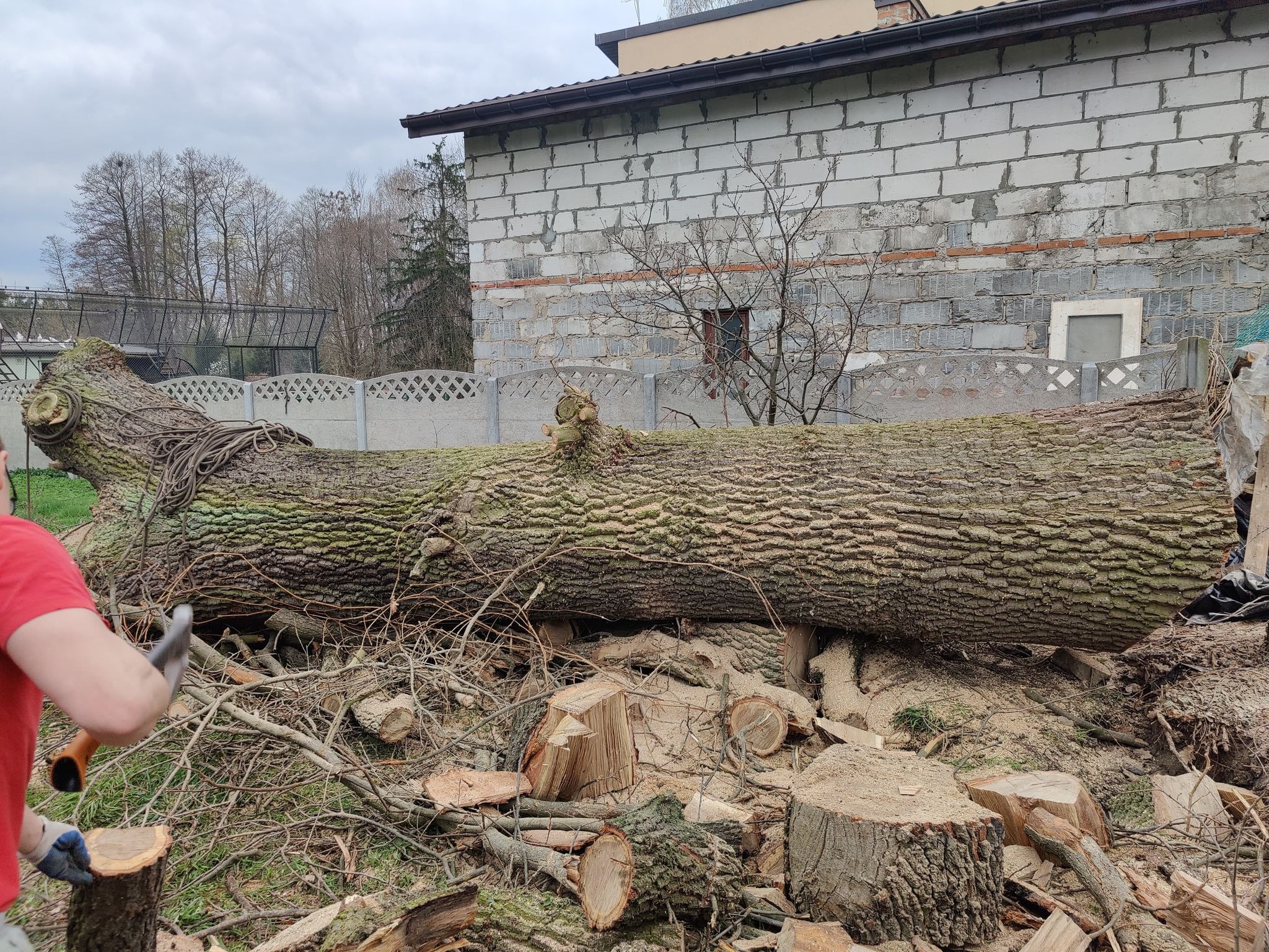 Ścięte, grube drzewo leżące na ziemi obok porozrzucanych gałęzi i pniaków, pracownik w czerwonej koszulce z siekierą w dłoni widoczny z lewej strony, w tle budynek z szarego pustaka i drzewa bez...
