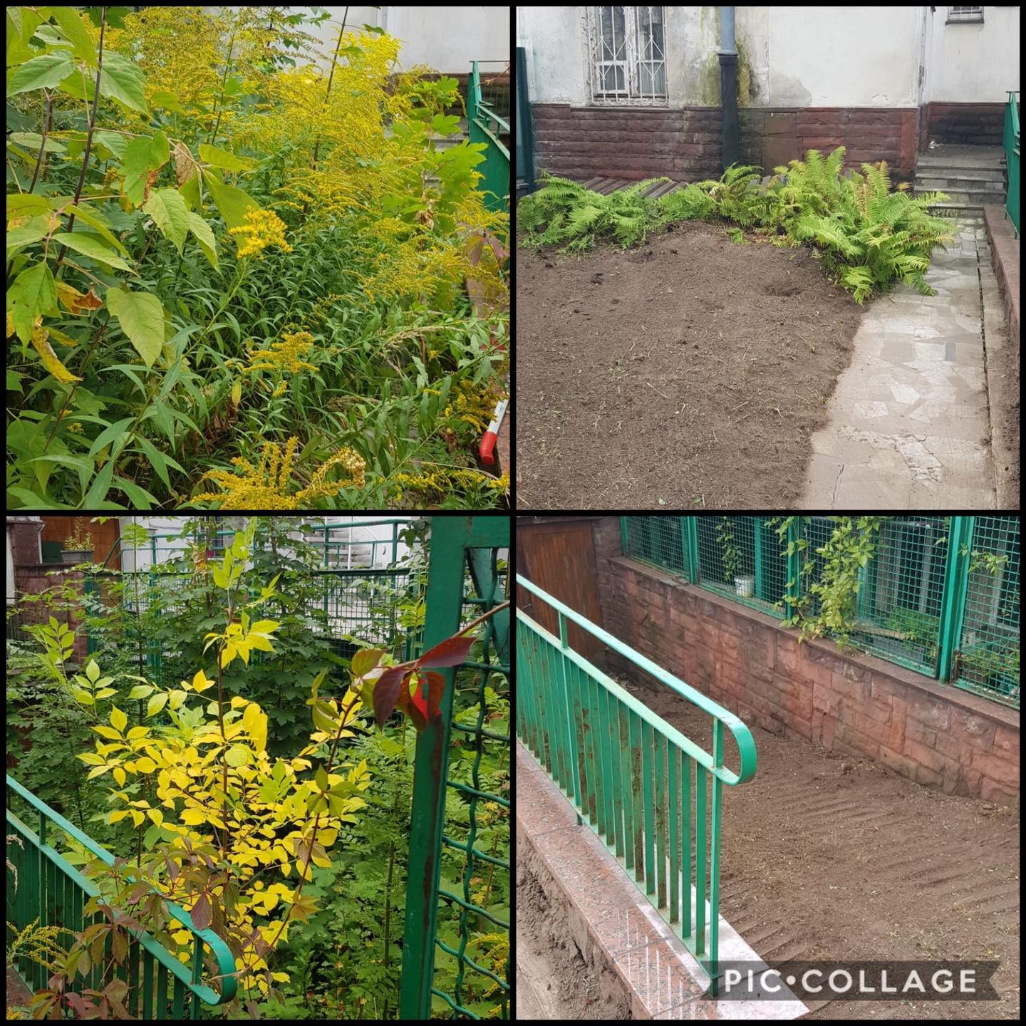 Kolaż czterech zdjęć przedstawiających różne etapy prac ogrodniczych: zarośnięty teren, przygotowane podłoże pod nasadzenia, roślinność ozdobna przy schodach oraz uprzątnięty teren z zieloną barierką.