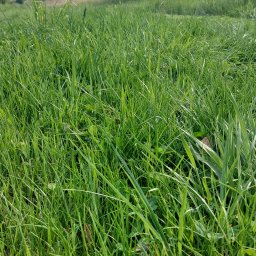 Przycinanie drzew Psary 2