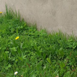 Przycinanie drzew Psary 4