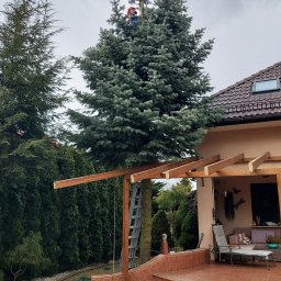 Patryk Pawlik - Arborysta w kasku, na drabinie w koronie wysokiej, smukłej choinki, podczas formowania jej kształtu, z widocznymi odciętymi gałęziami na trawniku, na tle domu z pergolą.