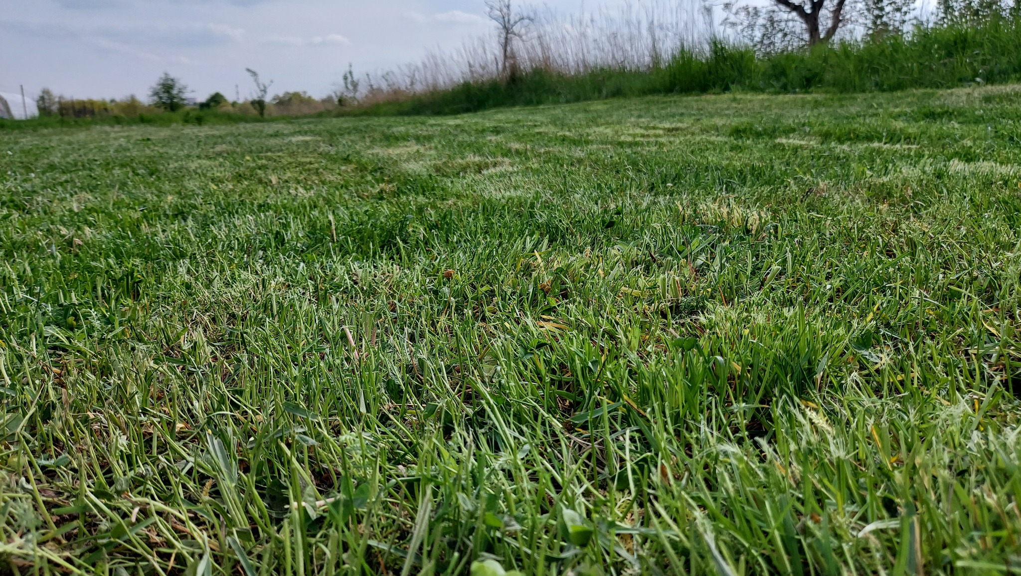 Nisko kątowe ujęcie świeżo skoszonej trawy na rozległym terenie zielonym, z widocznymi źdźbłami i drobnymi chwastami, z drzewami w tle pod błękitnym niebem.