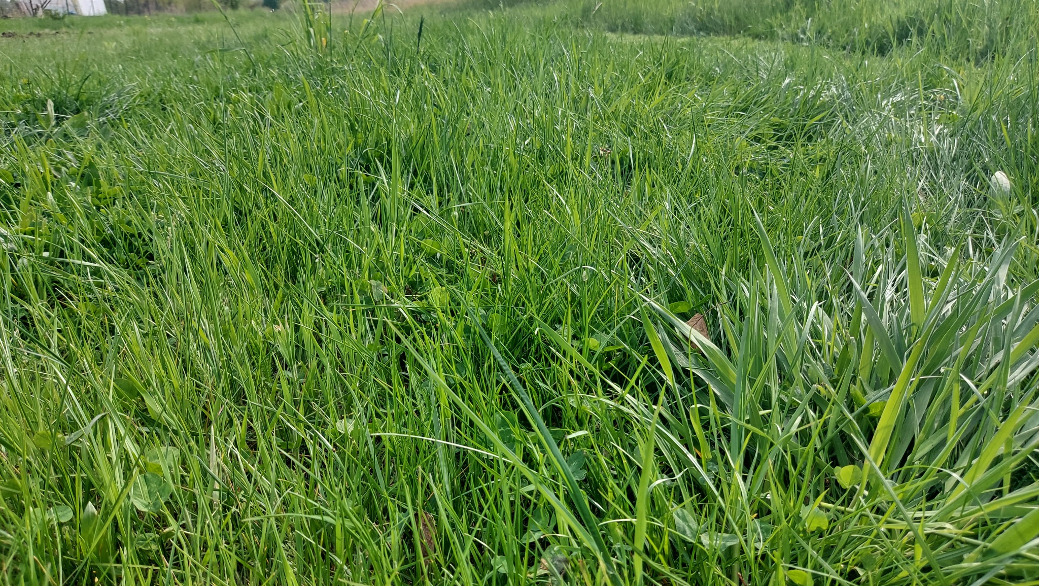 Gęsta, zielona trawa z widocznymi źdźbłami i drobnymi chwastami, uchwycona w naturalnym świetle słonecznym.