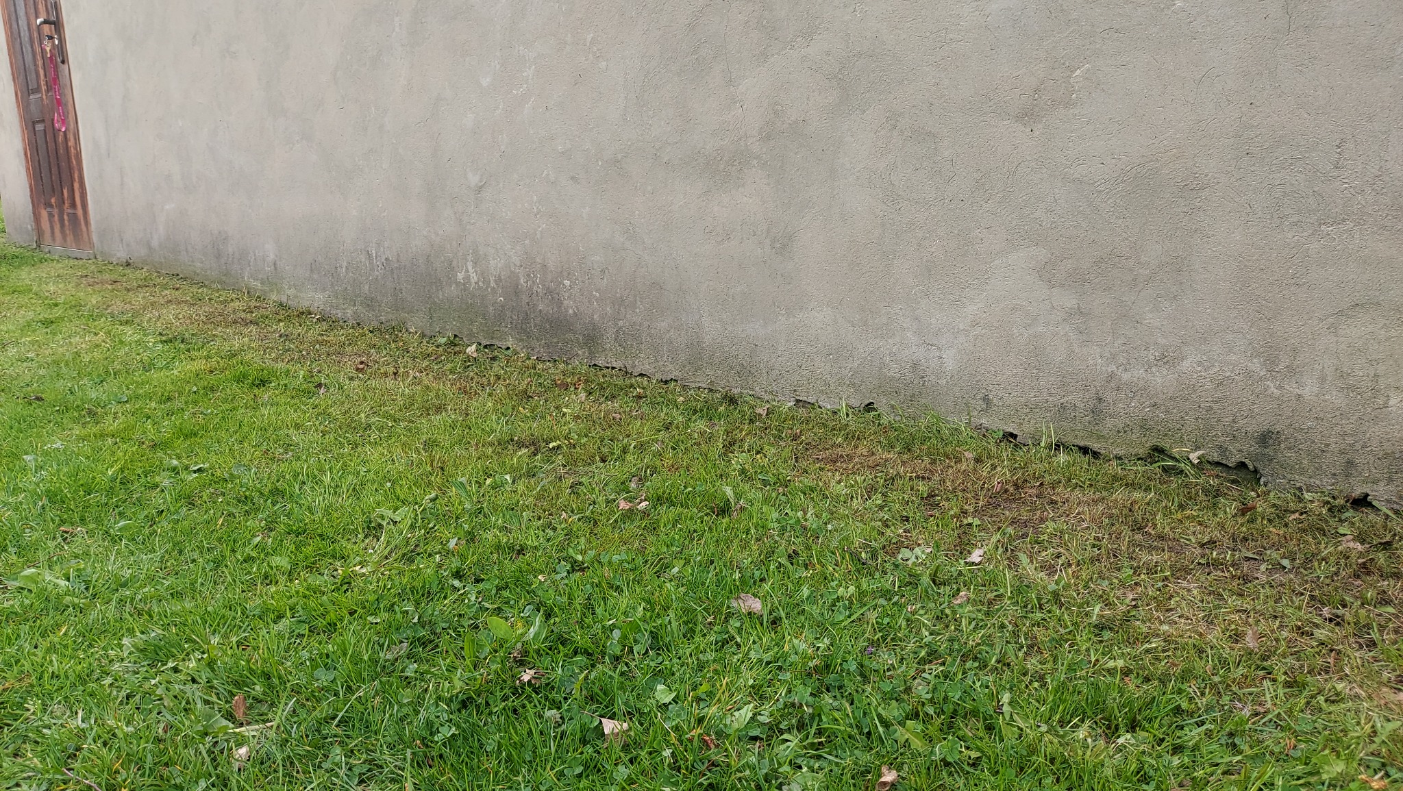 Fragment trawnika przy ścianie budynku z widocznymi śladami po koszeniu i resztkami skoszonej trawy.