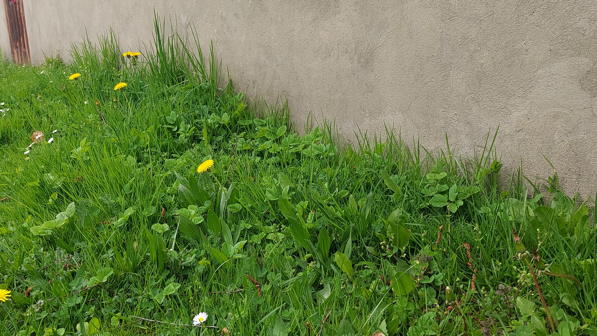 Fragment zarośniętego trawnika przy szarej ścianie budynku, z widocznymi żółtymi mleczami i białymi stokrotkami w trawie.