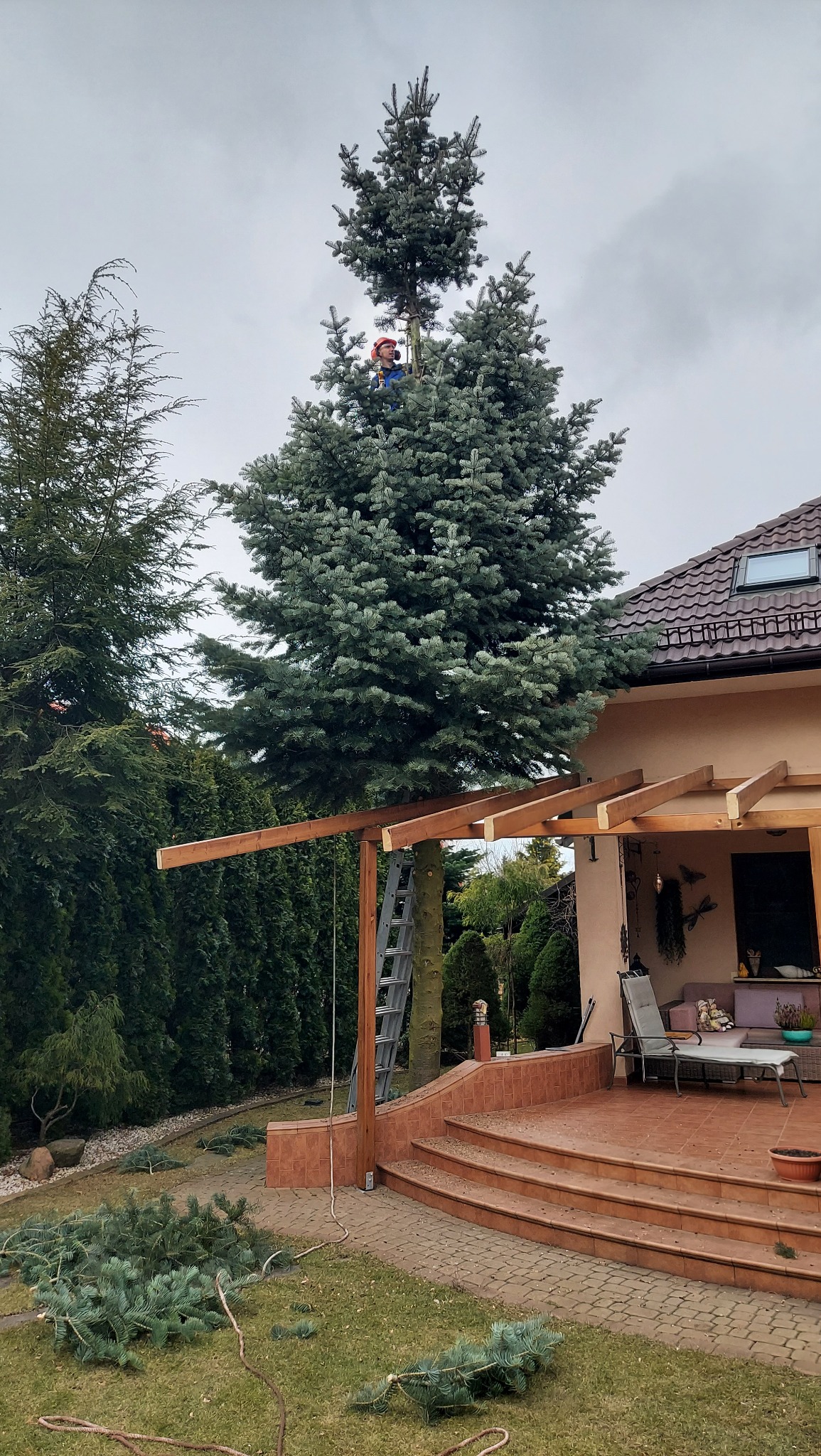 Arborysta w kasku, na drabinie w koronie wysokiej, smukłej choinki, podczas formowania jej kształtu, z widocznymi odciętymi gałęziami na trawniku, na tle domu z pergolą.