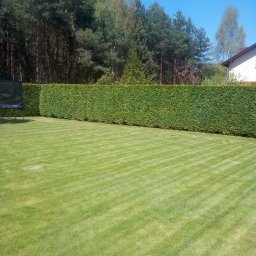 Samozatrudnienie - Perfekcyjnie przystrzyżony trawnik z pasami, żywopłot z tui szmaragdowej w tle, drzewa iglaste i fragment domu po prawej.