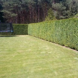 Samozatrudnienie - Starannie utrzymany trawnik z równo przyciętym żywopłotem z tui, w tle las iglasty i trampolina.