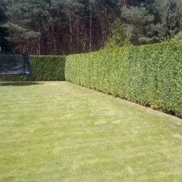 Starannie utrzymany trawnik z równo przyciętym żywopłotem z tui, w tle las iglasty i trampolina.