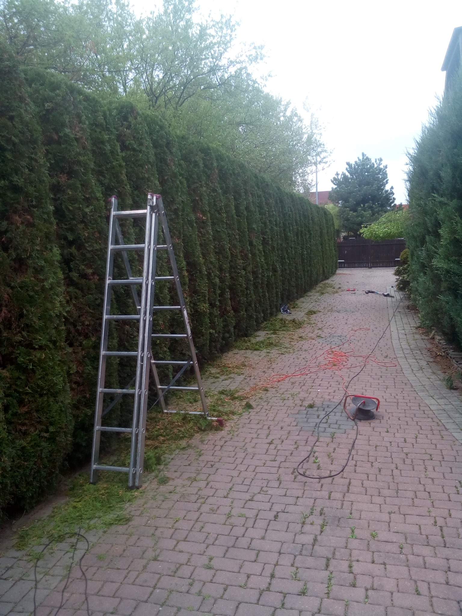 Długa, równo przycięta ściana z tui, z aluminiową drabiną przystawioną z lewej strony i rozrzuconymi obcinkami na brukowanym podłożu, obok rozciągnięty pomarańczowy kabel elektryczny i zwinięty...