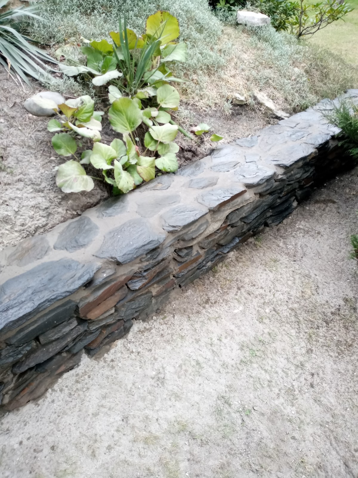 Niski murek ogrodowy z nieregularnego kamienia łupkowego, oddzielający rabatę z roślinami o okrągłych liściach od piaszczystego podłoża.