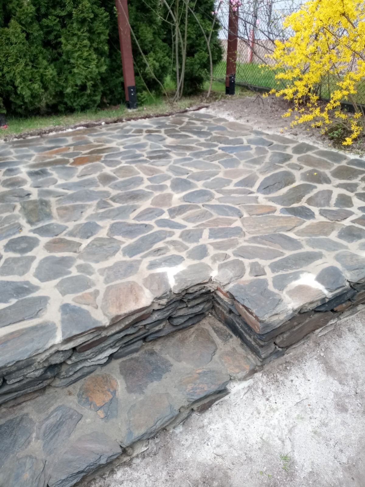 Kamienny taras z nieregularnych płyt, z widocznym narożnikiem i krawędzią, otoczony zielenią i kwitnącym krzewem forsycji.