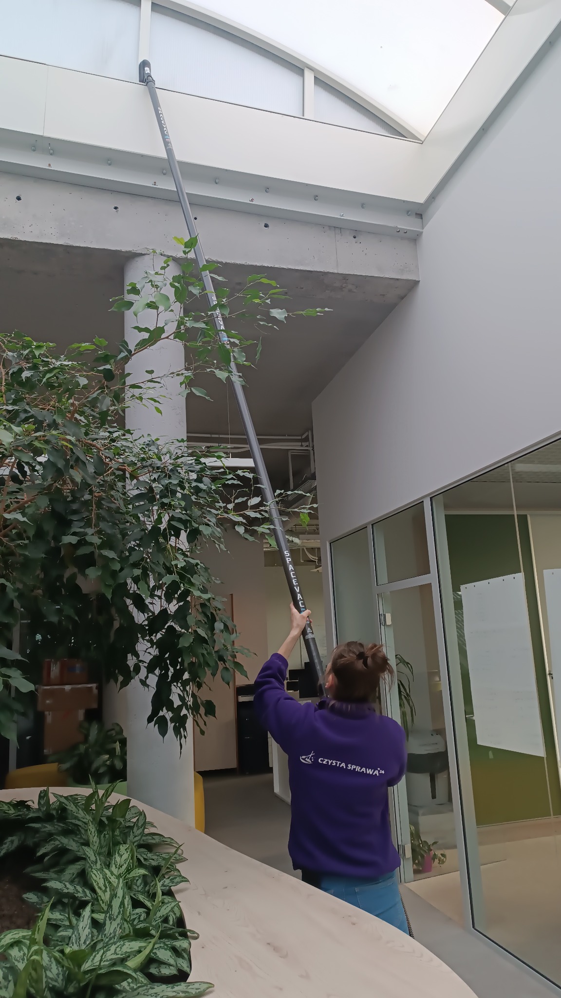 Osoba w fioletowej bluzie z napisem 'CZYSTA SPRAWA' czyści trudno dostępne okno dachowe w biurze za pomocą długiego kija z końcówką czyszczącą, obok widoczne rośliny doniczkowe.