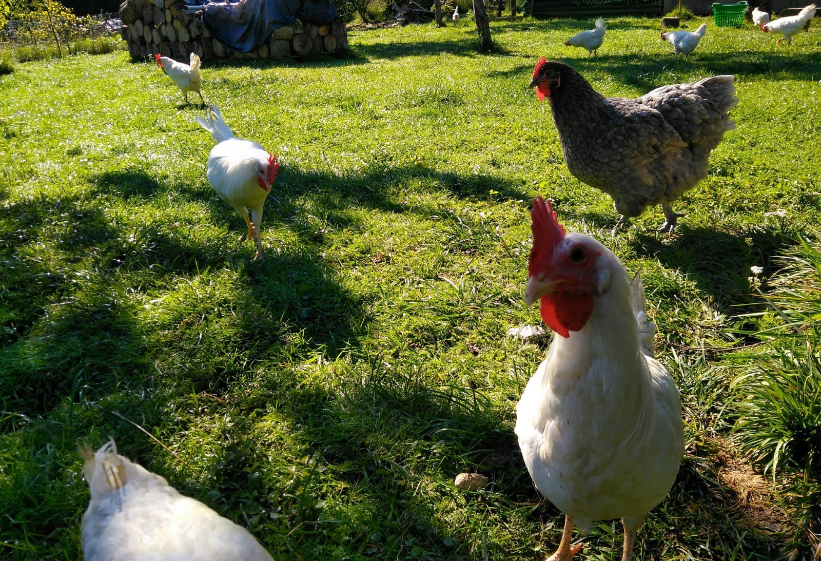 Stado kur różnych ras spacerujące po zielonym trawniku w słoneczny dzień, widoczny kurnik w tle.