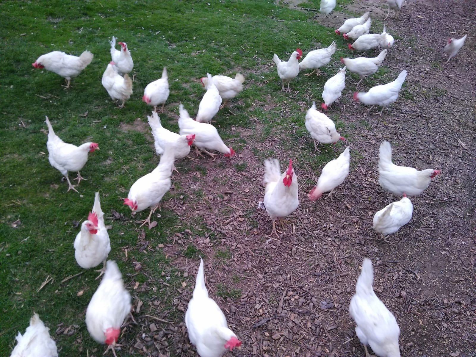 Stado białych kur rasy Leghorn na wybiegu, część kur na trawie, część na ściółce z kory, jedna kura patrzy w obiektyw.