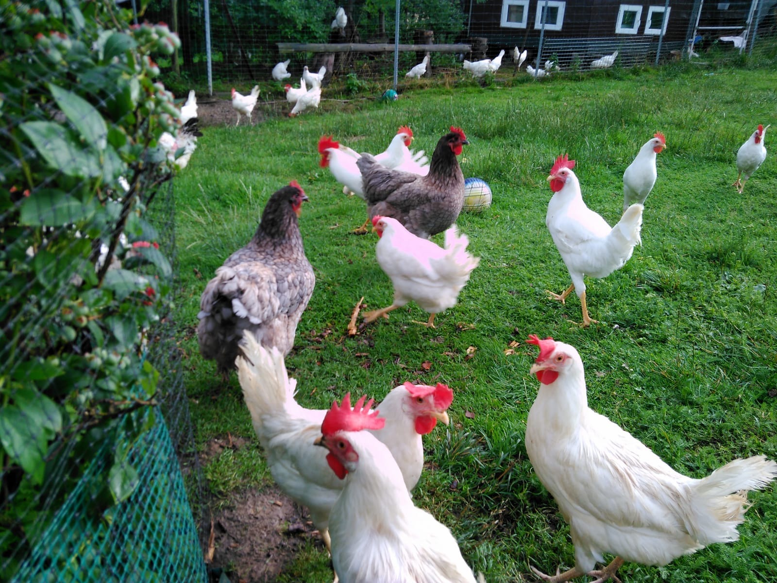 Stado kur różnych ras, w tym białych i szarych, na zielonej trawie za siatką ogrodzeniową, z budynkiem w tle.