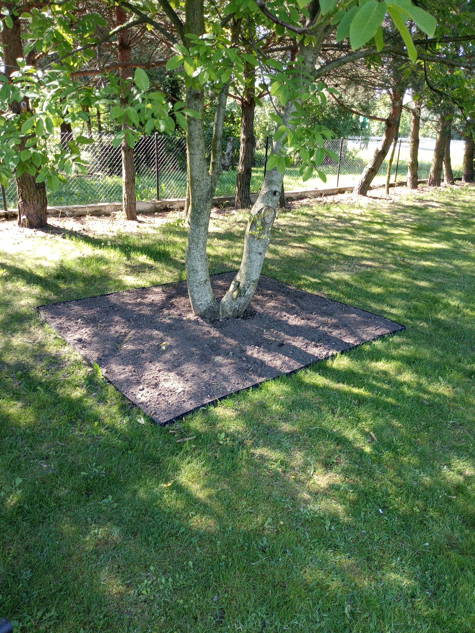 Przygotowanie terenu pod nasadzenia wokół drzewa na trawniku w Hrubieszowie, widoczna wytyczona kwadratowa przestrzeń z czarną obwódką wypełniona świeżą ziemią.
