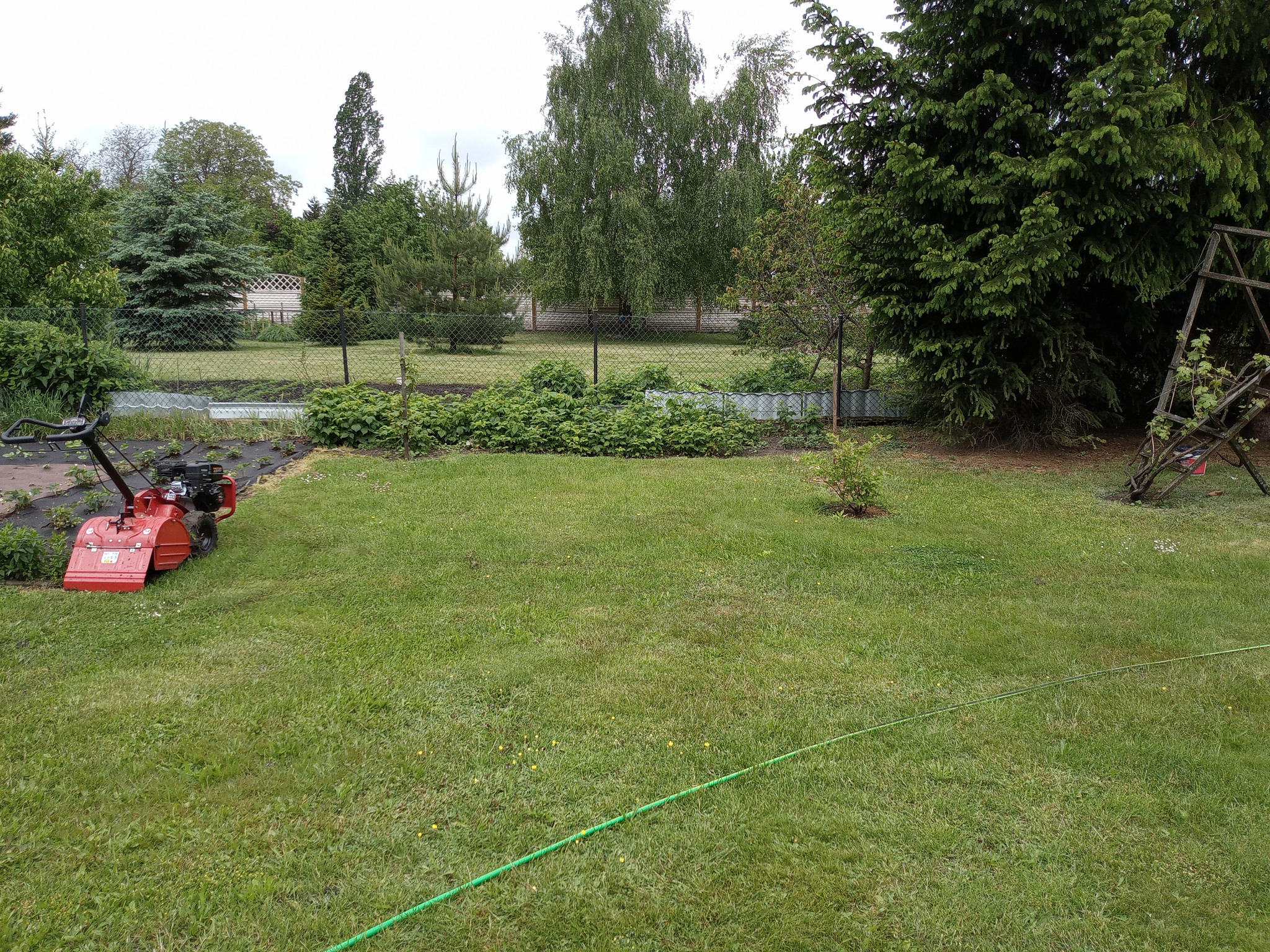 Ogród z widocznym glebogryzarką, rabatami warzywnymi zabezpieczonymi folią i zielonym wężem ogrodowym na trawniku.