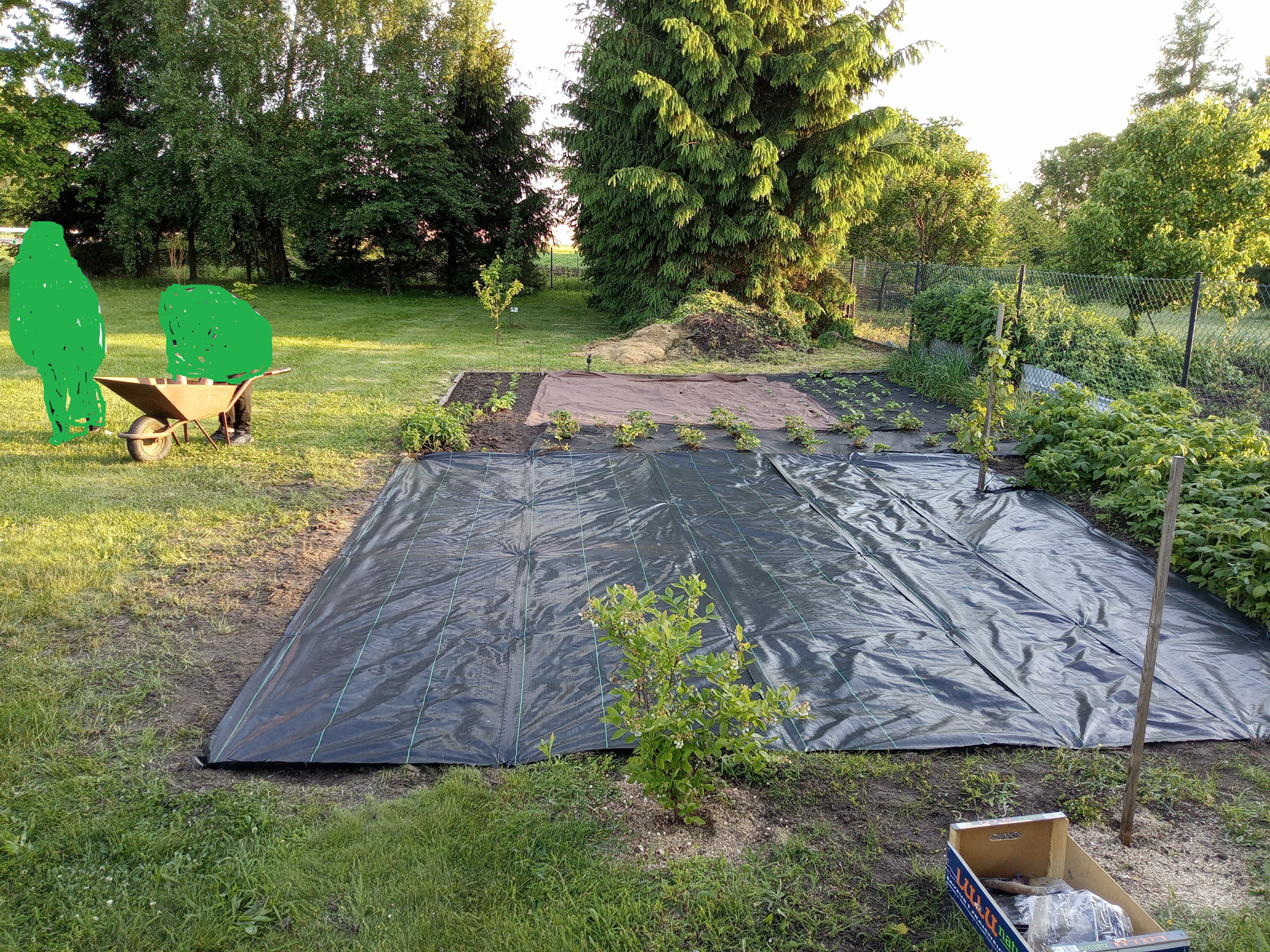 Przygotowanie gruntu pod uprawę: rozłożona czarna agrowłóknina na ziemi, w tle taczka z zielonymi odpadami, widoczne sadzonki i materiały do sadzenia w kartonie.