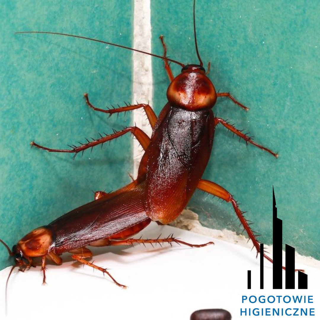 Dwa karaluchy w rogu łazienki z zielonymi płytkami, widoczne z bliska, z logo firmy Pogotowie Higieniczne w prawym dolnym rogu.