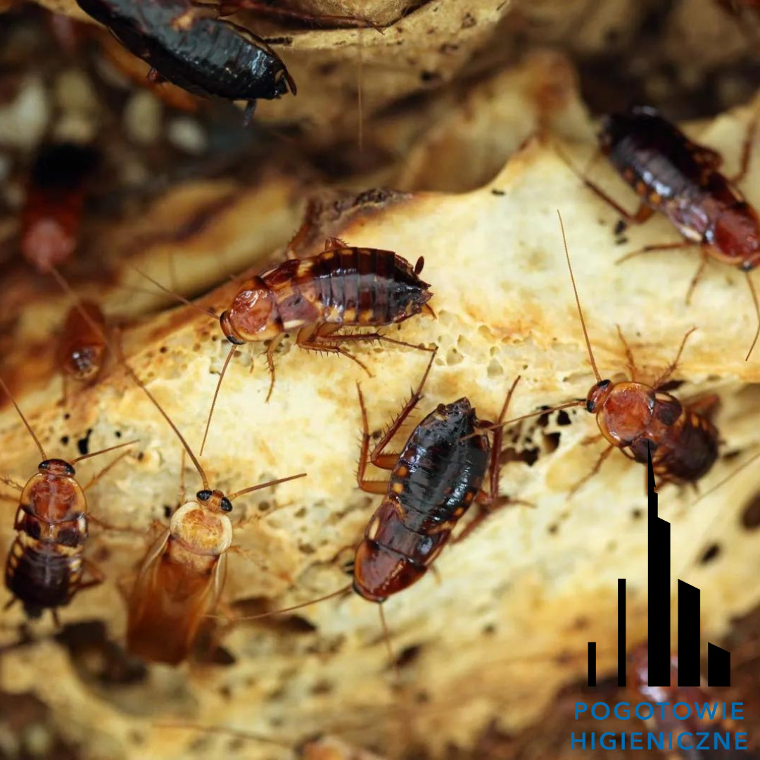 Zbliżenie na grupę karaluchów na porowatej powierzchni, z widocznym logo firmy 'Pogotowie Higieniczne' w prawym dolnym rogu.