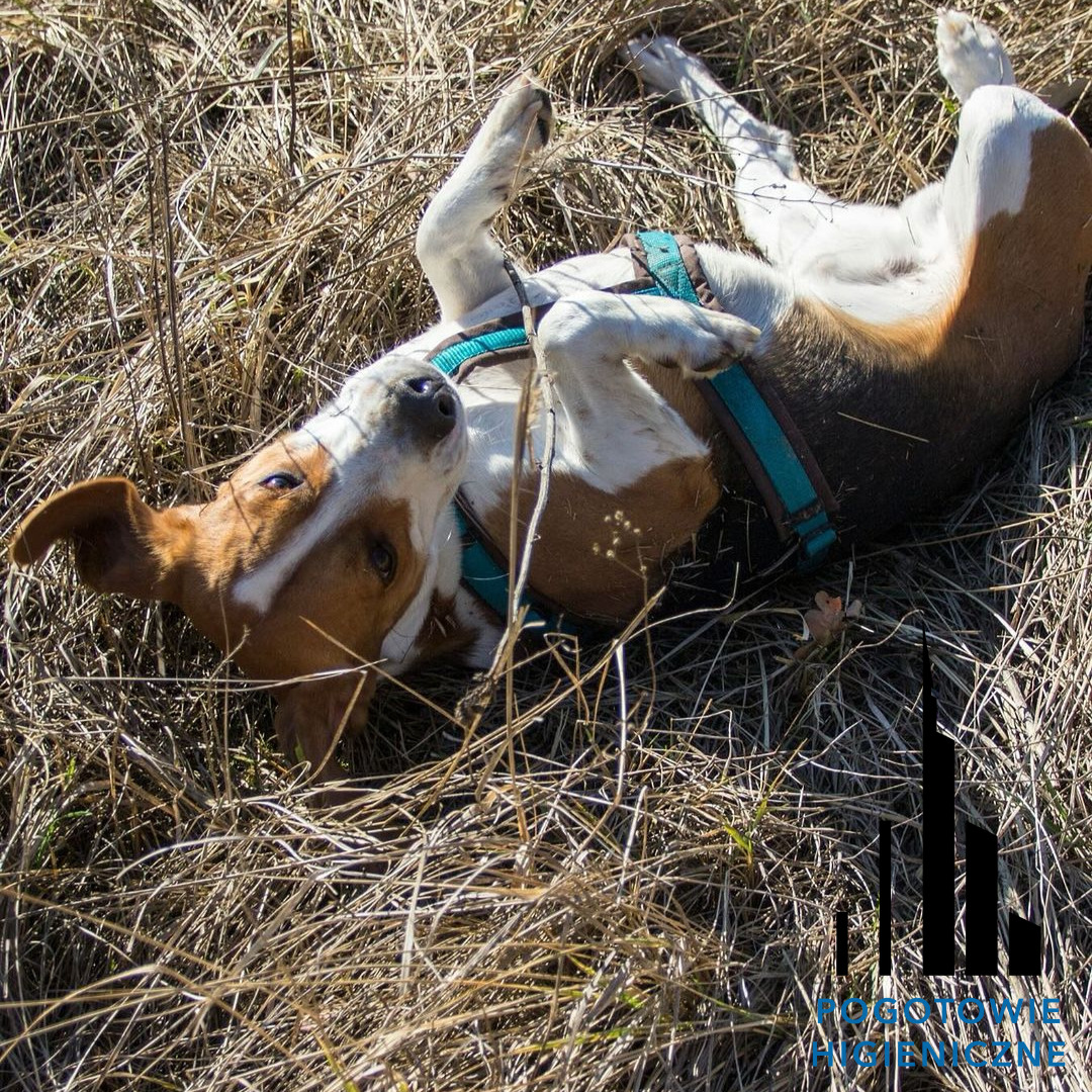 Brązowo-biały pies z niebieską uprzężą leży na grzbiecie w suchych trawach, z głową odwróconą do góry i spojrzeniem w górę.