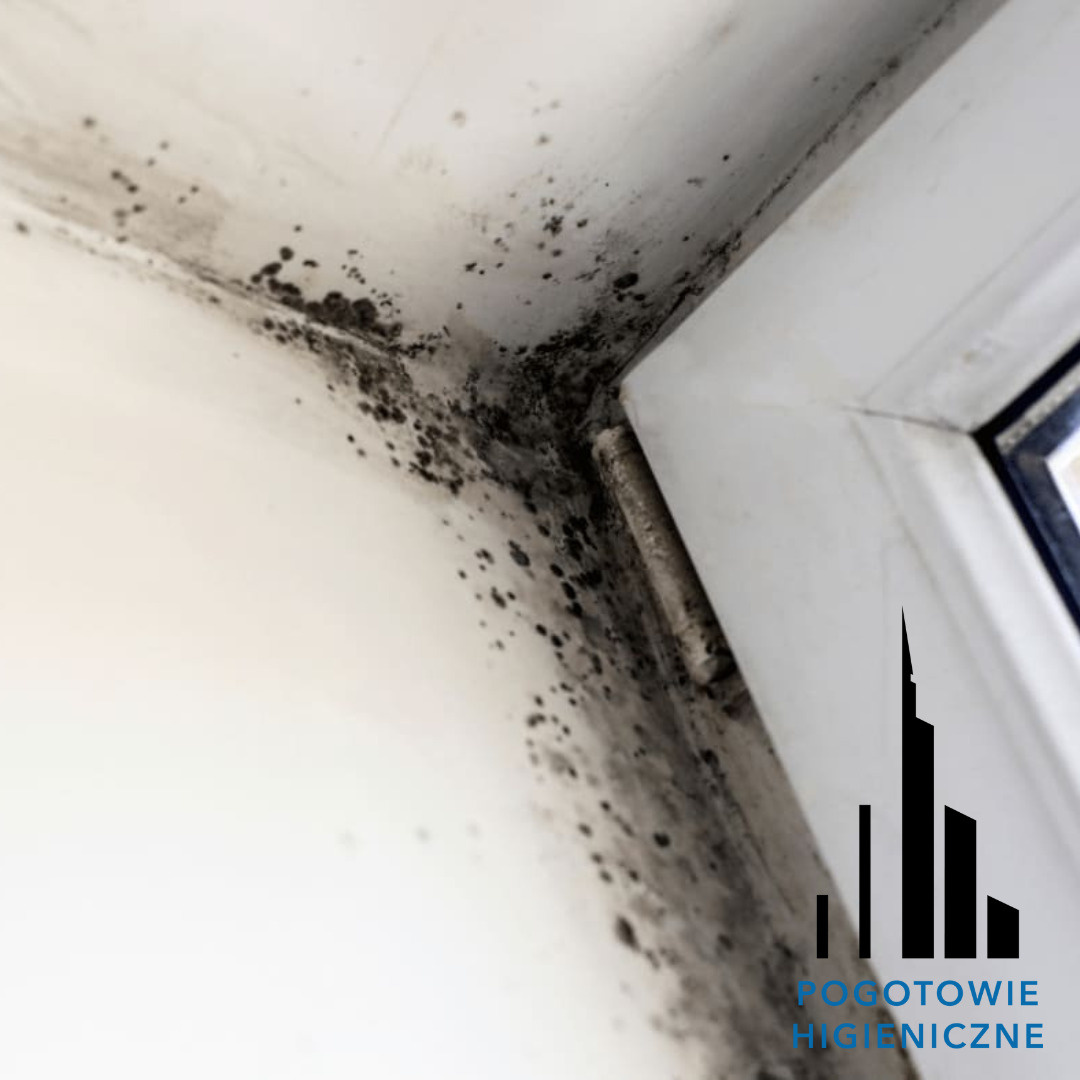 Zacieki pleśni i grzyba na ścianie i ramie okiennej w rogu pomieszczenia, widoczne czarne plamy i nalot, bliska perspektywa.