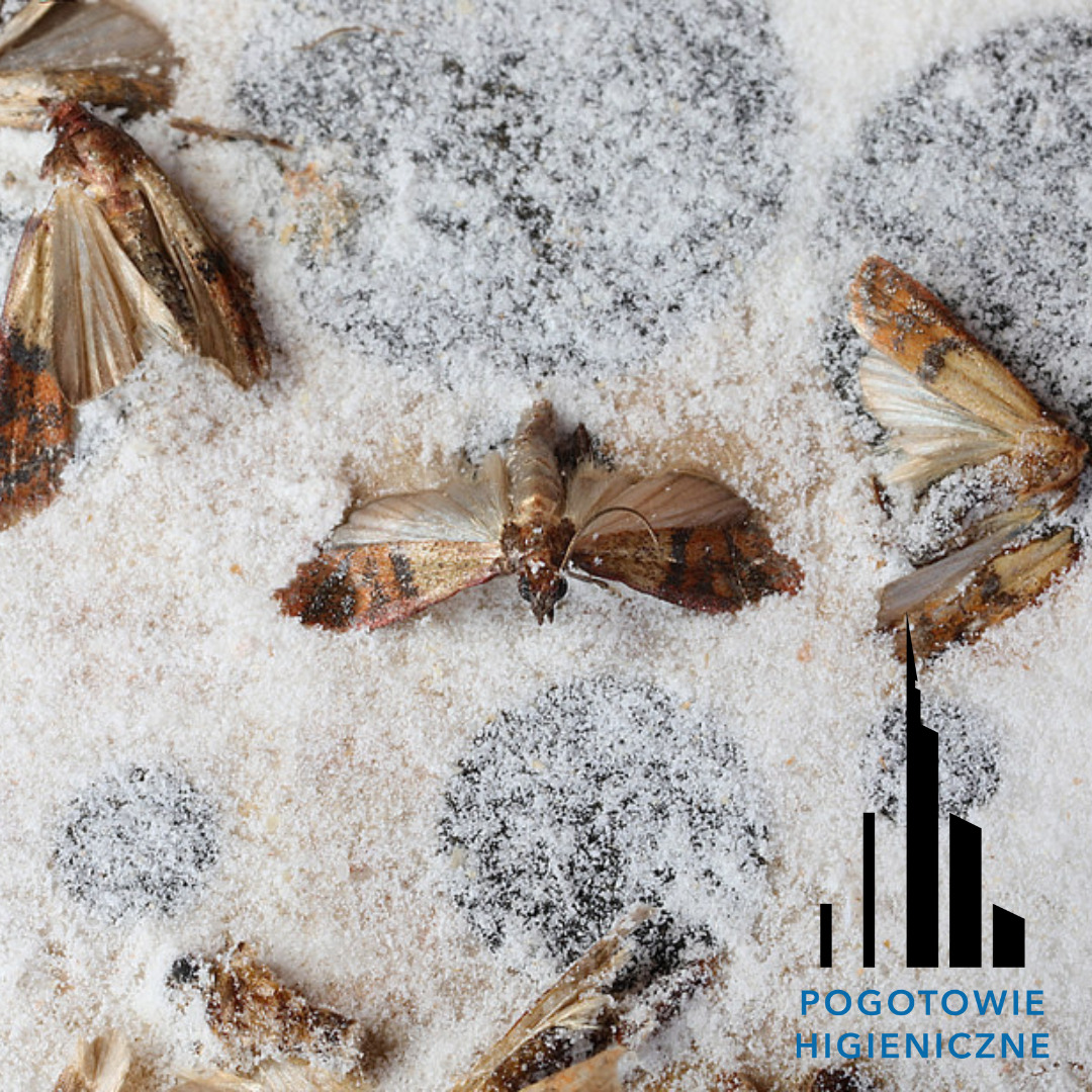 Martwe mole spożywcze leżące na białym proszku, prawdopodobnie środku owadobójczym, z widocznymi ciemnymi plamami, sugerującymi obszar ich występowania. W prawym dolnym rogu widoczne logo firmy.