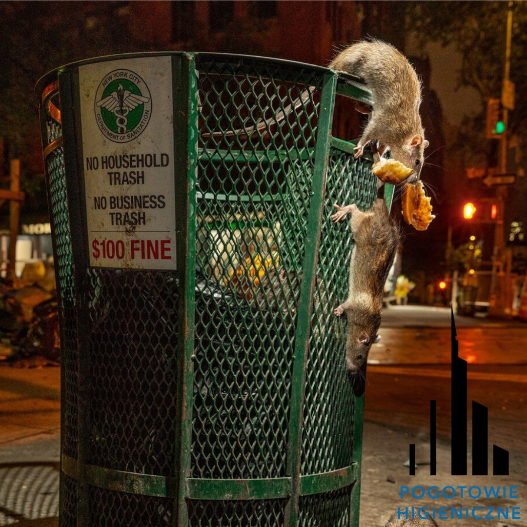 Dwa szczury wspinają się po metalowym koszu na śmieci w nocy, jeden trzyma w pysku kawałek jedzenia, na koszu tabliczka z napisem 'NO HOUSEHOLD TRASH, NO BUSINESS TRASH, $100 FINE', w tle ulica...
