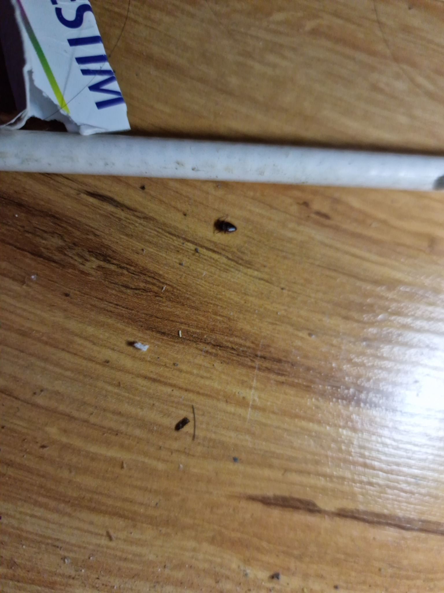 Mały, ciemny owad na drewnianej powierzchni pod białą rurką i fragmentem kartki z napisem SIM.