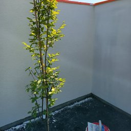 Elektroinstal - Świeżo otynkowana elewacja narożna budynku z widocznymi narzędziami w wiadrze i młodym drzewkiem zasadzonym tuż przy ścianie