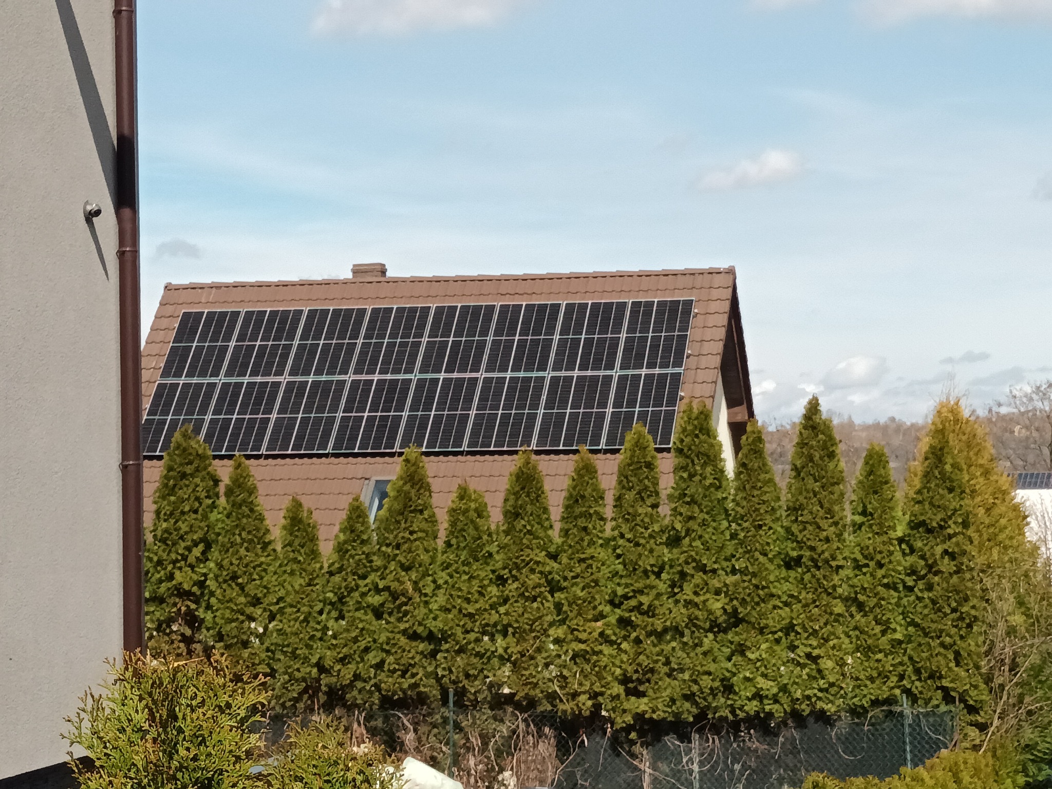 Panele słoneczne na brązowym dachu domu jednorodzinnego, częściowo zasłonięte przez rząd wysokich, zielonych tuj.