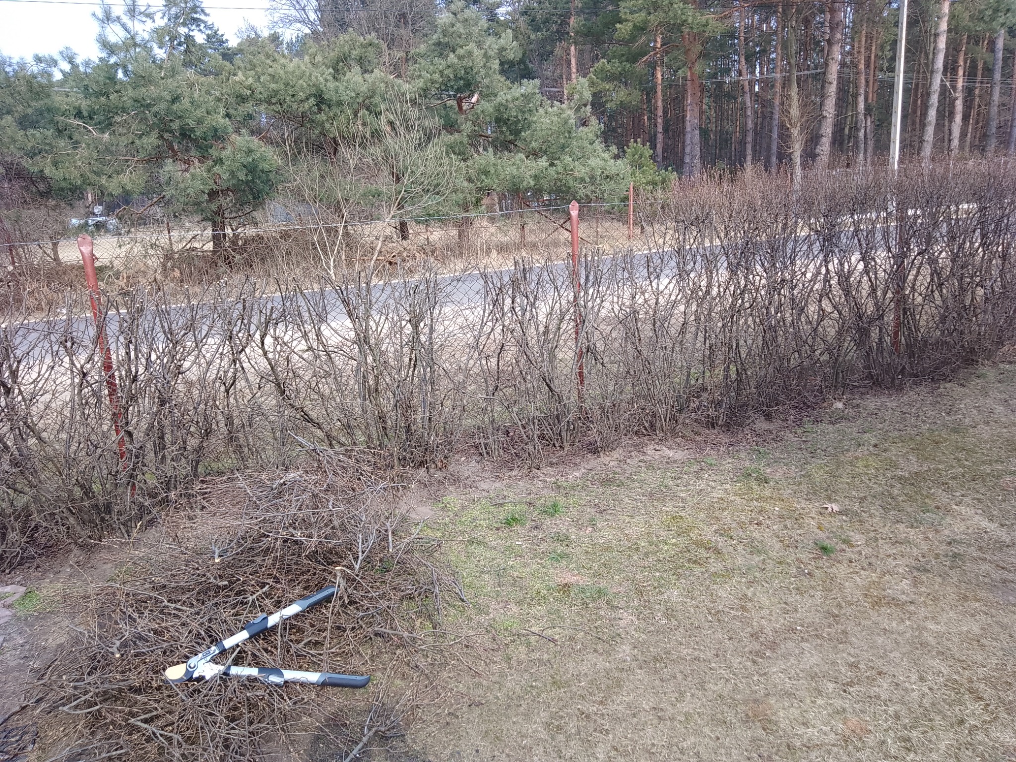 Przycięty żywopłot z gałęziami na ziemi i nożycami do żywopłotu z czarno-szarymi uchwytami, widok z góry na krajobraz z drogą i drzewami w tle.