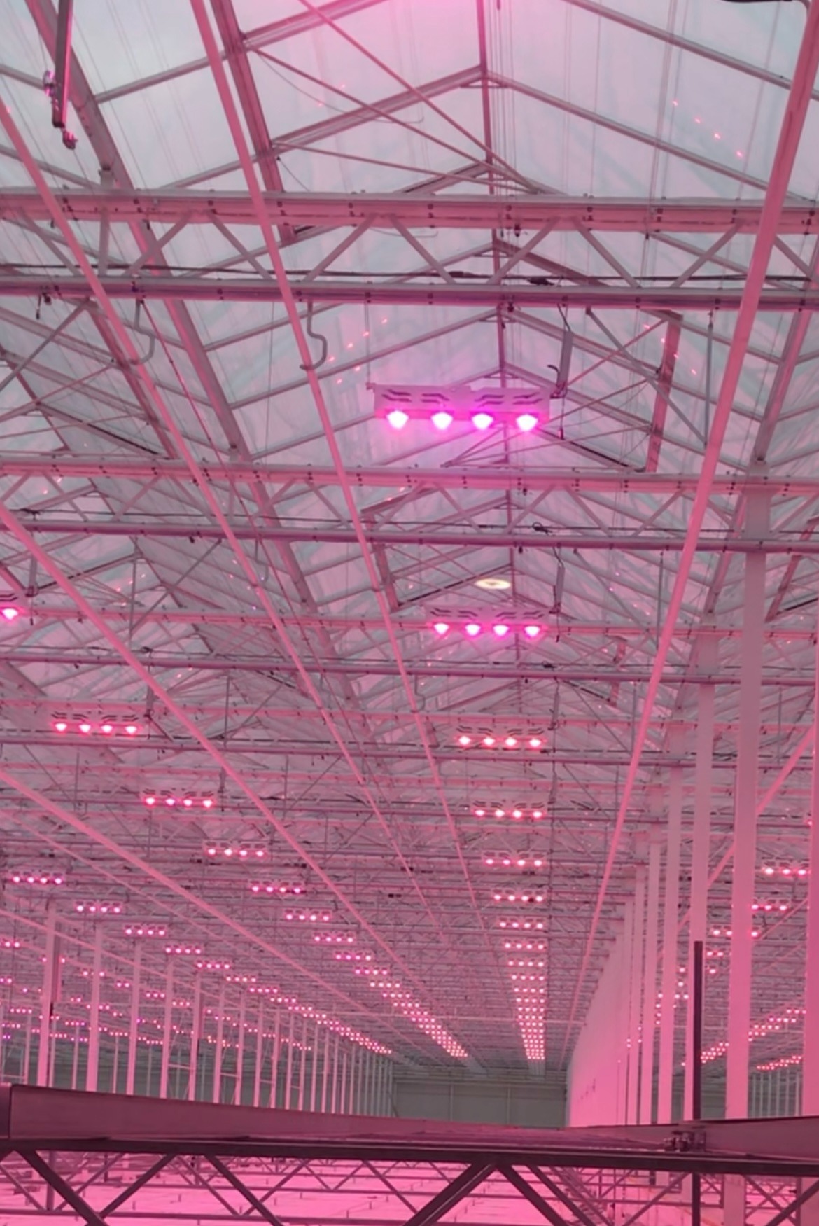 Wnętrze hali z metalową konstrukcją sufitu oświetlonego rzędami lamp LED emitujących różowe światło, prawdopodobnie do uprawy roślin.