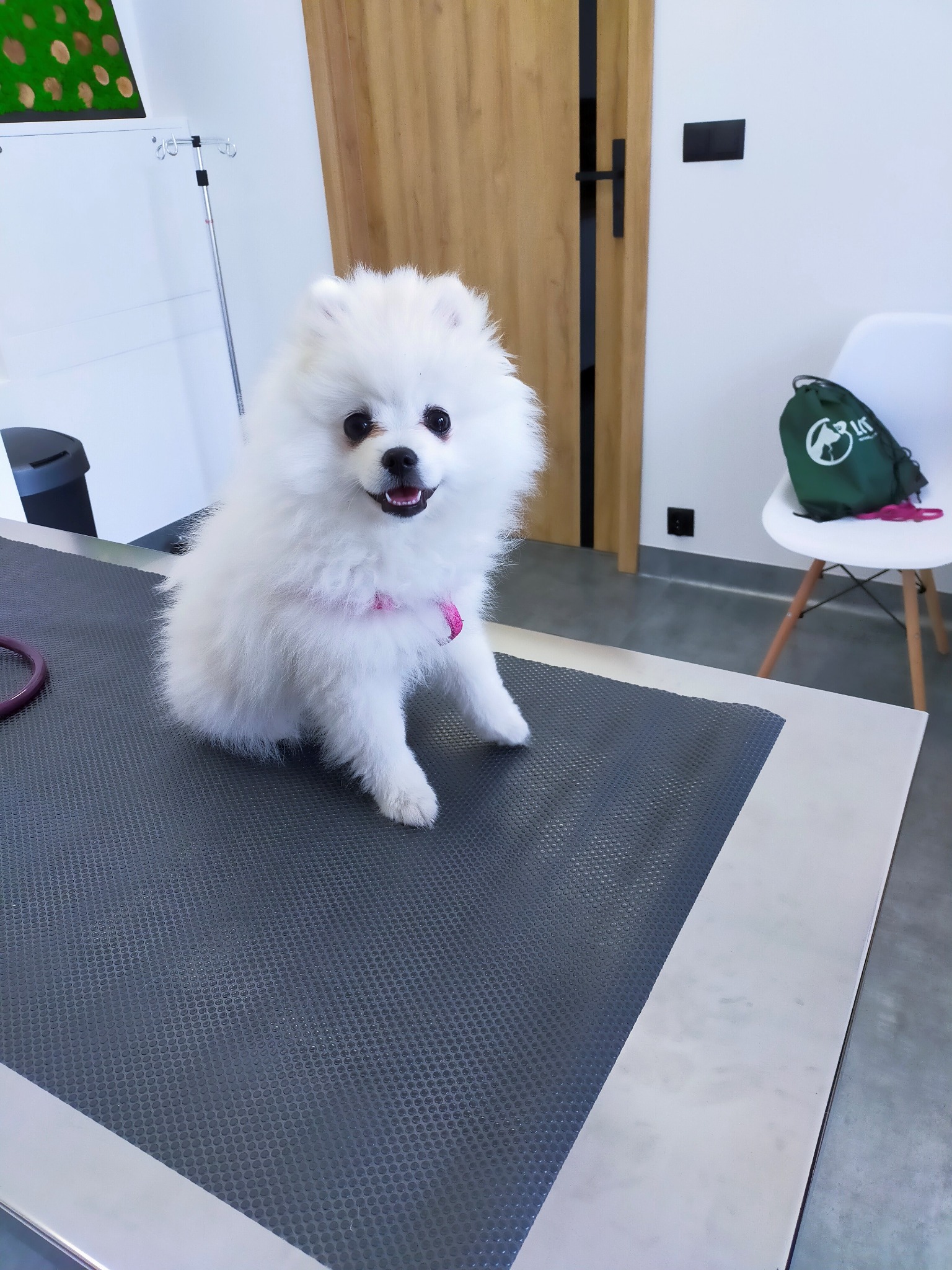 Masza zadowolona po szczepieniu