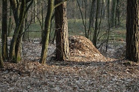 Kopuła mrowiska z igliwia i ziemi u podstawy pnia drzewa w lesie, w tle drzewa bez liści w promieniach popołudniowego słońca.