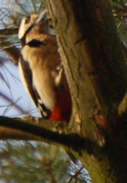Dzięcioł duży wspina się po pniu drzewa, widoczne czerwone upierzenie pod ogonem, biała plama na głowie i czarno-białe skrzydła, rozmyte tło gałęzi i nieba.