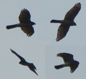 Cztery ujęcia tego samego brązowego ptaka drapieżnego z ciemnymi pręgami na piersiach, sfotografowanego w locie na tle jasnego nieba. Widoczne różne fazy lotu, z rozpostartymi skrzydłami i w locie...