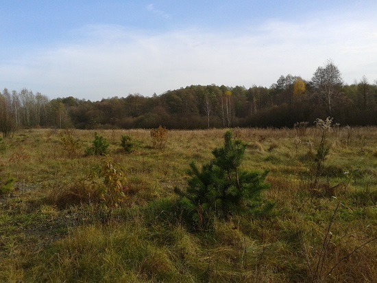 Jesienny krajobraz: pole z młodymi drzewkami sosnowymi i liściastymi, w tle las pod błękitnym niebem.