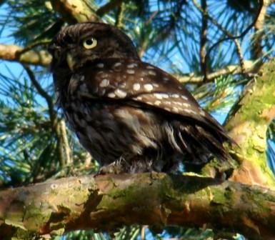 Mała sowa siedząca na omszałej gałęzi drzewa iglastego na tle błękitnego nieba.