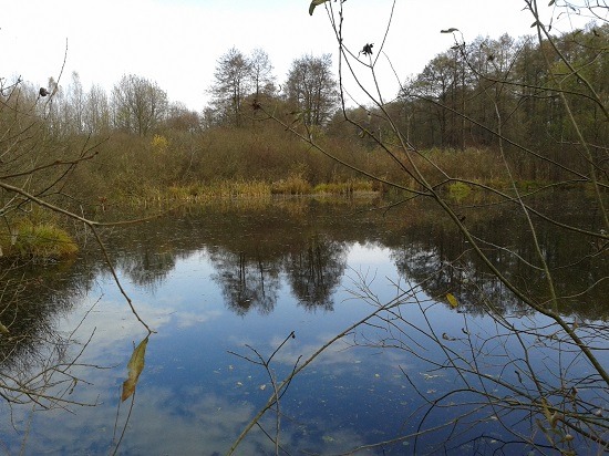 Spokojna tafla wody jeziora odbija jesienne drzewa i błękitne niebo, z suchymi gałęziami na pierwszym planie.