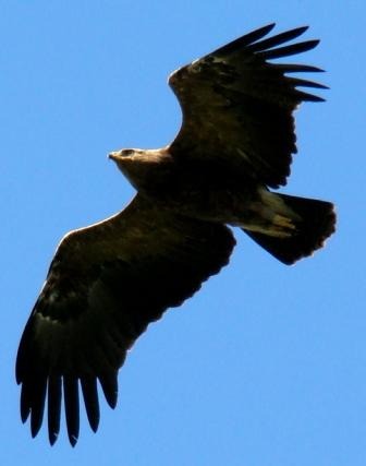 Orzeł brunatny w locie na tle błękitnego nieba, skrzydła szeroko rozpostarte, widoczne pióra.