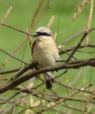 Drapieżny ptak dzierzba rudogłowa z czarną maską na oczach siedzi na gałęzi drzewa na tle zieleni.