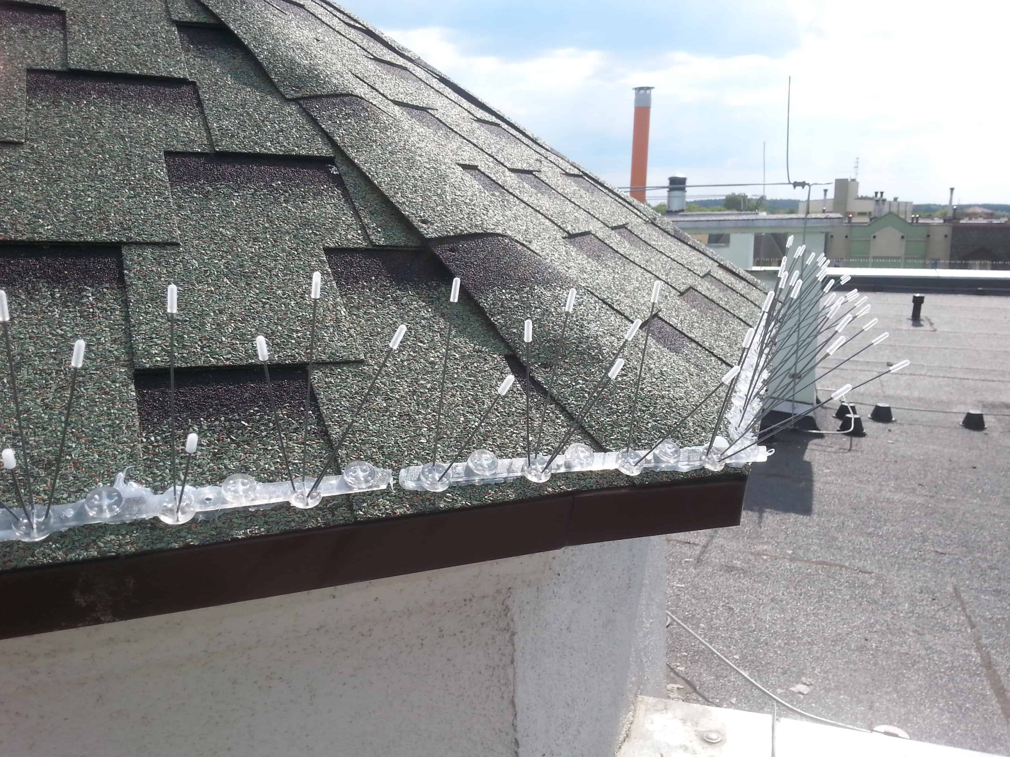 Zabezpieczenia przed gołębiami i ptactwem - kolce