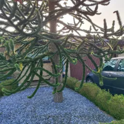 Araukaria chilijska w ogrodzie, otoczona niebieskimi kamieniami i niskimi krzewami, z widocznym fragmentem samochodu i budynku w tle.